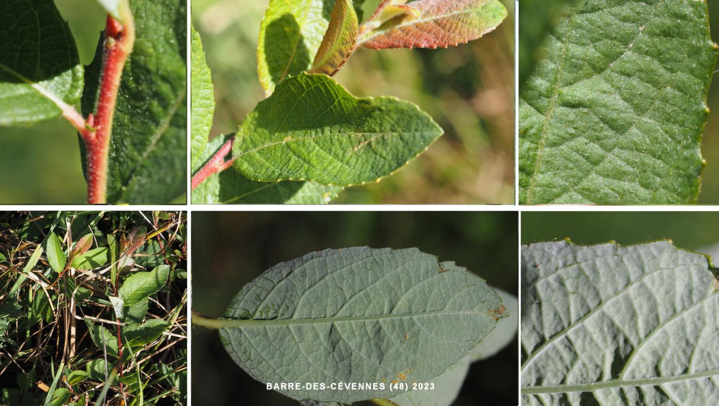 Willow, Creeping leaf